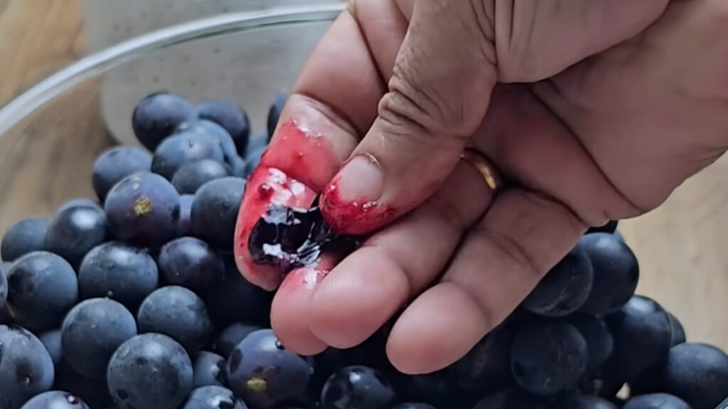Close-up of hand squeezing ripe black grape with fresh juice