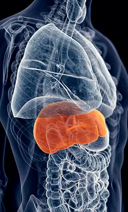 How HepatoBurn liver detox supplement supports liver fat-burning
